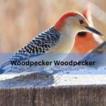 Woodpecker Woodpecker