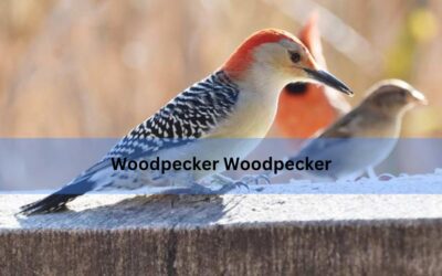 Woodpecker Woodpecker