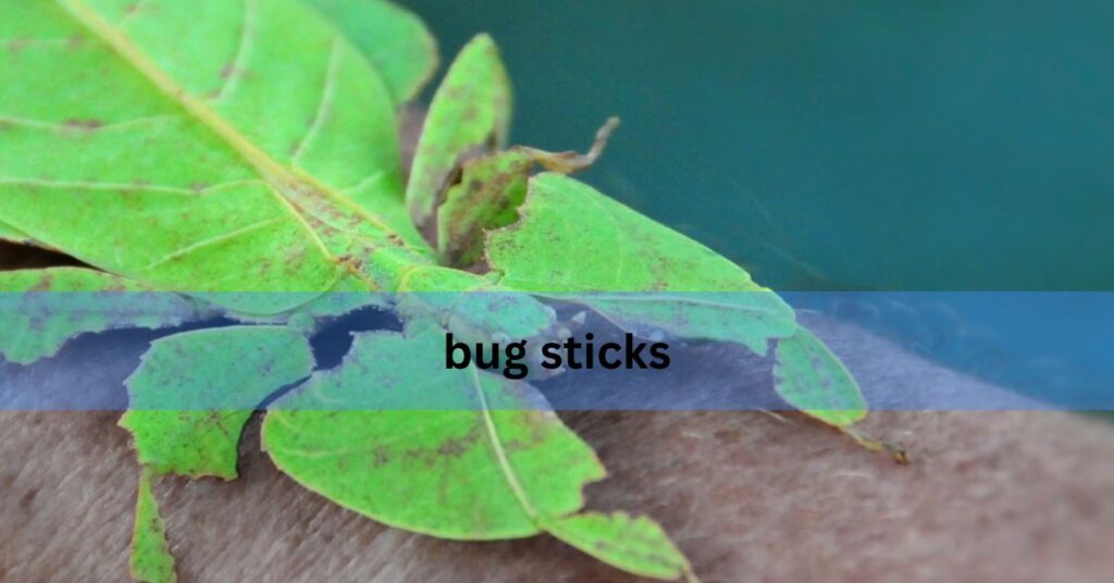 Bug Sticks – The Ultimate Guide to Stick Insects & Their Care!