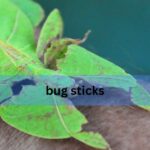 Bug Sticks