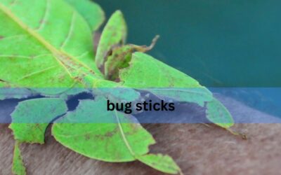 Bug Sticks